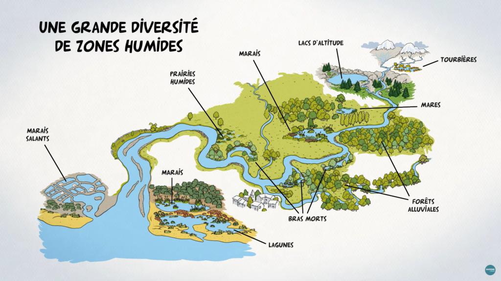 diversité des zones humides